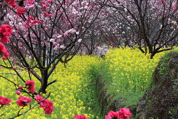 色彩豊かな花々を散策路から望む　西川花公園　（高知県　香南市）