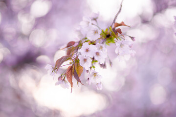 桜