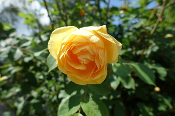 Single amber yellow flower of rose in May