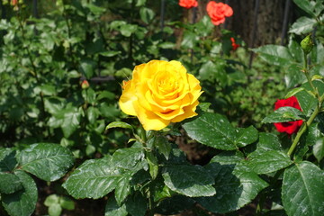 Tender amber yellow flower of rose in June