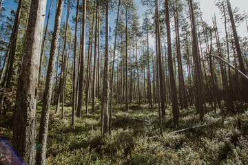 Lost in a tranylvanian pine forest