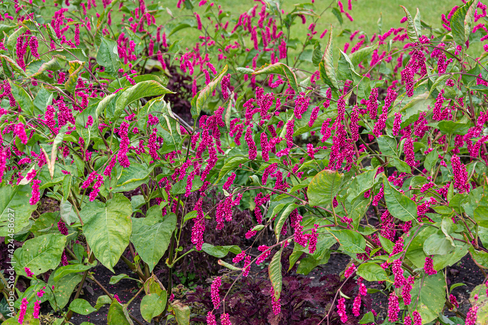 Wall mural Oriental mountaineer, Polygonum orientale, luxuriantly blooming bushes