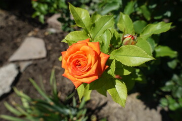 One vibrant orange flower of rose in August