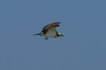 Osprey