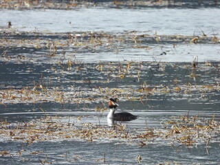 great crested grebe