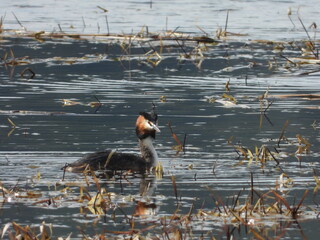 great crested grebe