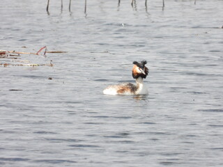 great crested grebe
