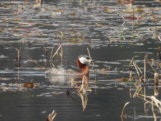 Red-necked grebe