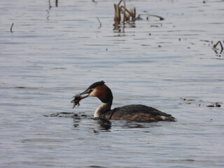 great crested grebe catch the fish