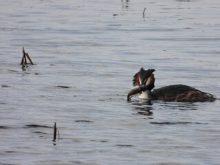 great crested grebe catch the fish