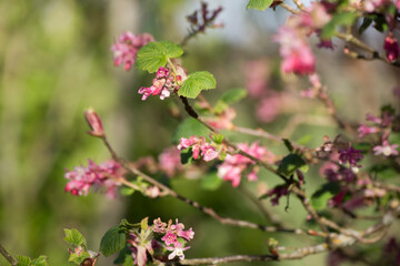 Ribes sanguineum, arbusto de flores pequeñas