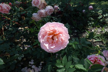 Sprig of rose with pastel pink flower in June