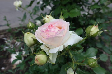 Whitish pink flower and buds of rose in the garden in May