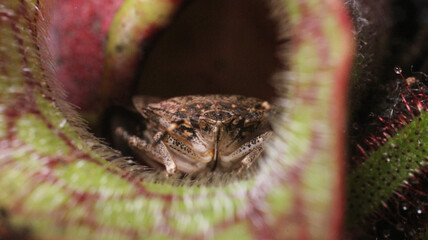 Halyomorpha Halys insect Sarracenia plant photo