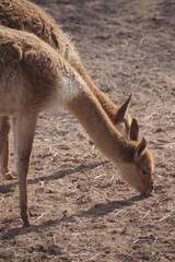 Close up from fluffy beige vikuñas in sandy soil, eating and walking together in his habitat