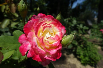 One pink and white flower of rose in July
