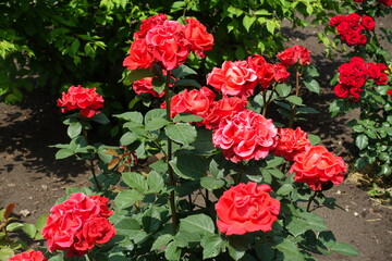 Completely opened red flowers of roses in June