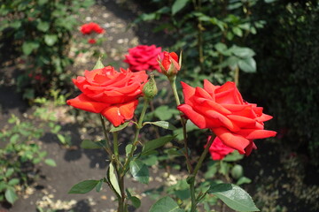 Fototapeta na wymiar Couple of red flowers of roses in June