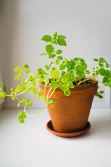 concept of home gardening presented by basil growing in clay pot on the windowsill