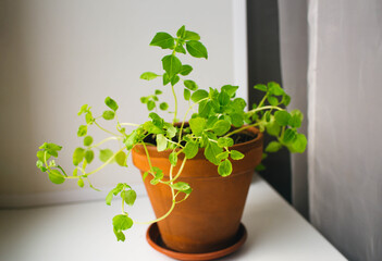 green plant basil in clay pot on windowsill.