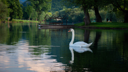 Fototapeta na wymiar swan on the water