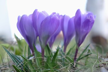 Close up of violet flowers Crocus in delicate sunlight