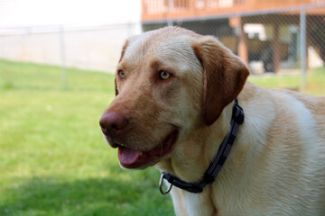 Labrador Retriever Dog