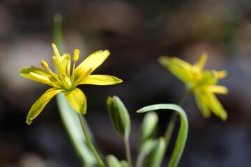 Close up of Gagea lutea (yellow star-of-Bethlehem) - spring plant with yellow flowers