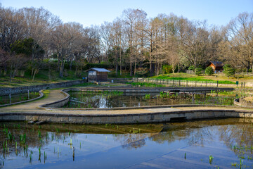 Fototapeta na wymiar 冬が終わり春を迎えた、無風で水面が鏡のようになったカキツバタが群生する池