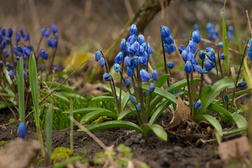 Scilla sibirica flower in the garden, ornamental flowerbed plant. Photo in the natural environment.