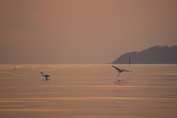 Great egrets in the sea with sunrise sky background, Sapanhin, Phuket, Thailand.