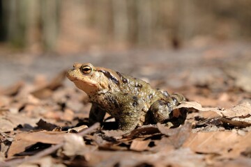 Gray toad (Bufo bufo) standing on dry leaves in forest during mating season