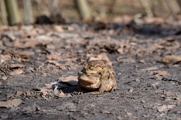 Two gray toads (Bufo bufo) during amplexus during the mating season on a forest road