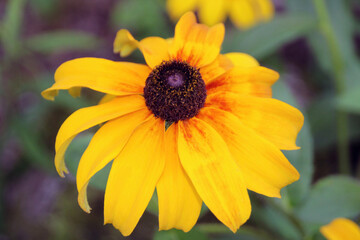 yellow flower in the garden