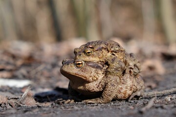 Two gray toads (Bufo bufo) during amplexus during the mating season on a forest road