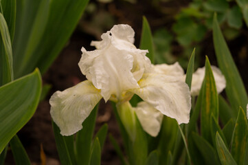 Fototapeta na wymiar Iris, flower in the garden, ornamental plant for flower beds. Photo in the natural environment.