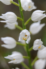 Obraz premium Orchidée sauvage