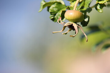 Far Eastern wild rose. Unripe berry in the process of ripening.