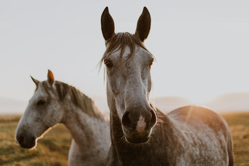 Obraz na płótnie Canvas Portrait of two horses in warm sunlight