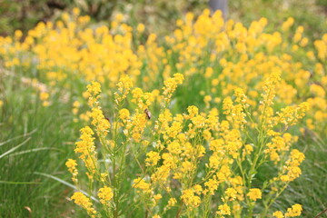 菜の花