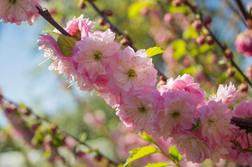 flowering almond flower in the garden, ornamental flowerbed plant. Photo in the natural environment.