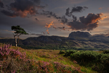 A lone scots pine standing at loch Maree at sunset with with views to the Slioch mountain, located...