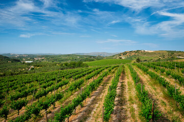 Fototapeta na wymiar Wineyard with grape rows in Greece
