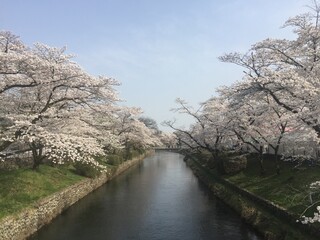 sakura blooming