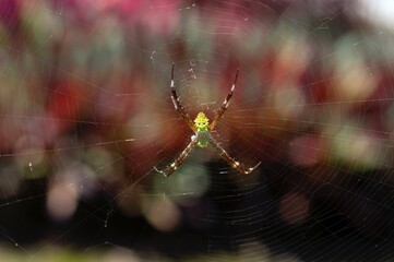 A yellow spider and its messy net, shallow focus with bokeh background