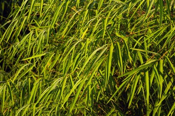 Bamboo leaves with water splash in a rainy day