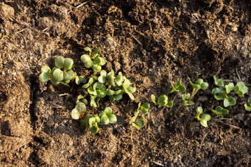 Young radish sprouts growing in the garden. Radish seedlings. Top view with copy space