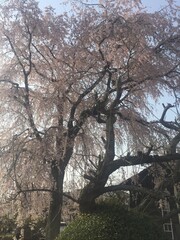 sakura blooming