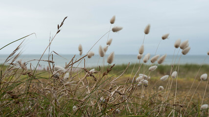 Queue de li&egrave;vres se d&eacute;tachant sur l'horizon