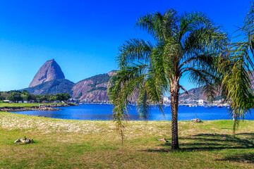 Rio - Zuckerhut und Palme